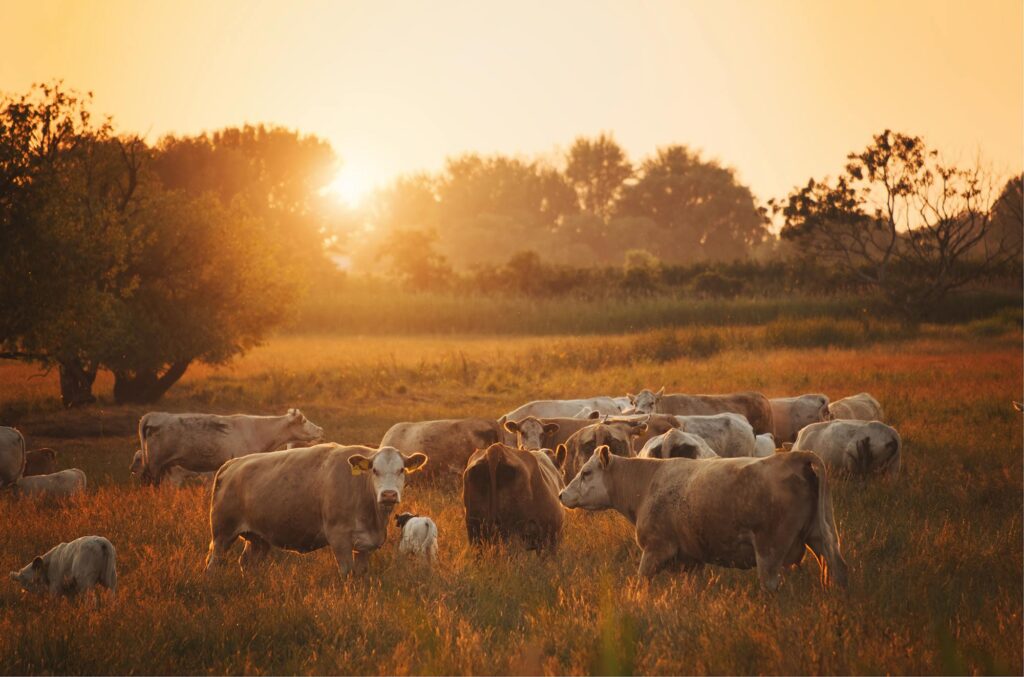 cows grazing during sunset in Oakdale, California